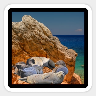 Potato Pug Photo Sleeping with Seals Sticker